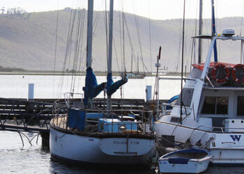 Vaal River cleared of water lettuce, water hyacinth