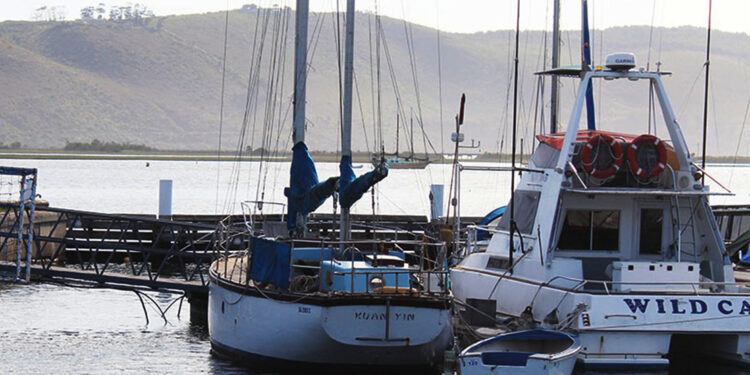 Vaal River cleared of water lettuce, water hyacinth