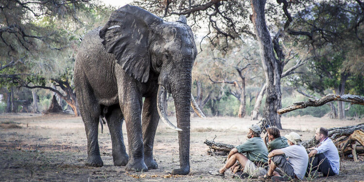 International Animal Rights Day: Celebrating the Wild – Scott Ramsay’s New Book, Spirit of Africa, Honors the Rights of Africa’s Wild Spaces