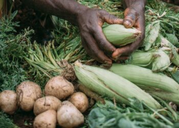 World Food Day: Biodiversity,  Agroecology and Nature Rights